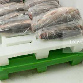 Peixes TRI 20160603 0466