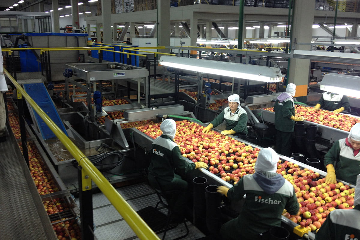 Produtores De Maçã Santa Catarina