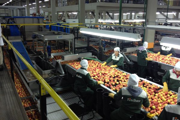 Produtores de Maçã - Santa Catarina