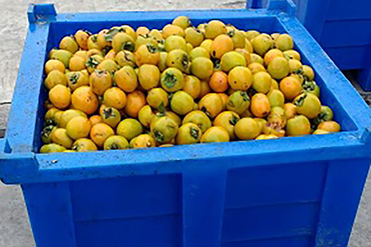 Contentores Plásticos Tecnotri Na Colheita E Distribuição De Frutas Na Serra Gaúcha 00