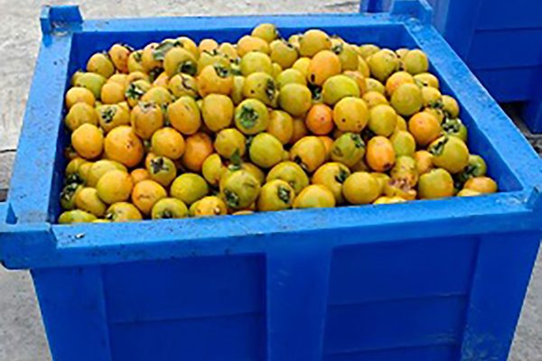 Contentores Plásticos Tecnotri na Colheita e Distribuição de Frutas na Serra Gaúcha