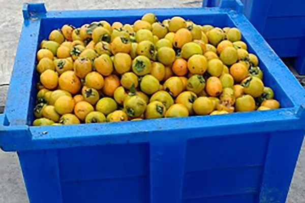 Contentores Plásticos Tecnotri na Colheita e Distribuição de Frutas na Serra Gaúcha