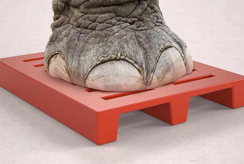 Pata De Elefante No Pallet