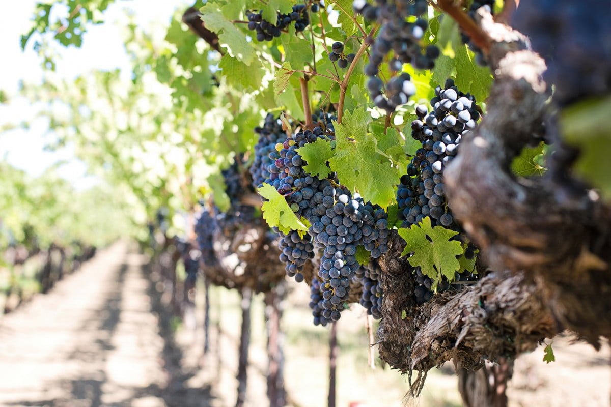 Grapes 1952073 1920