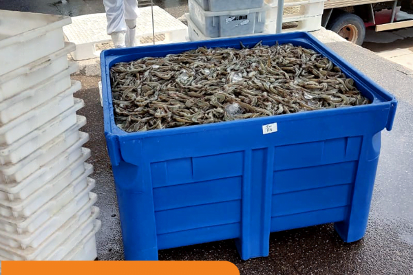armazenamento de pescados