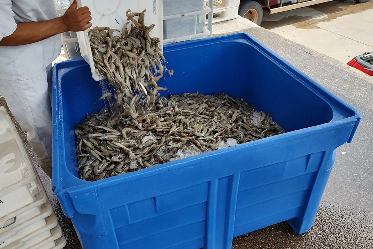Transporte De Pescados