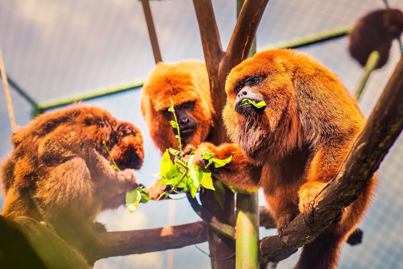 Incentivo à Defesa Silvestre