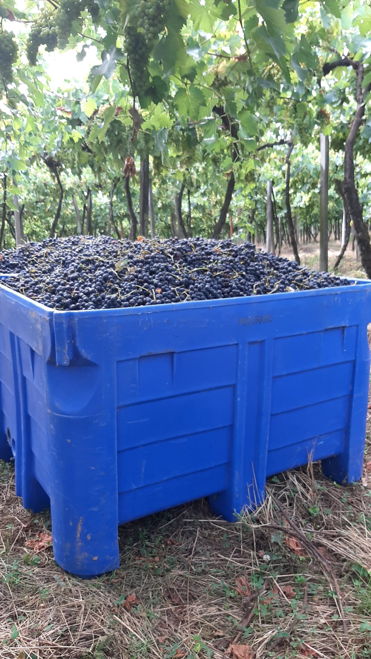 Contenedor Bin para la cosecha de uva.