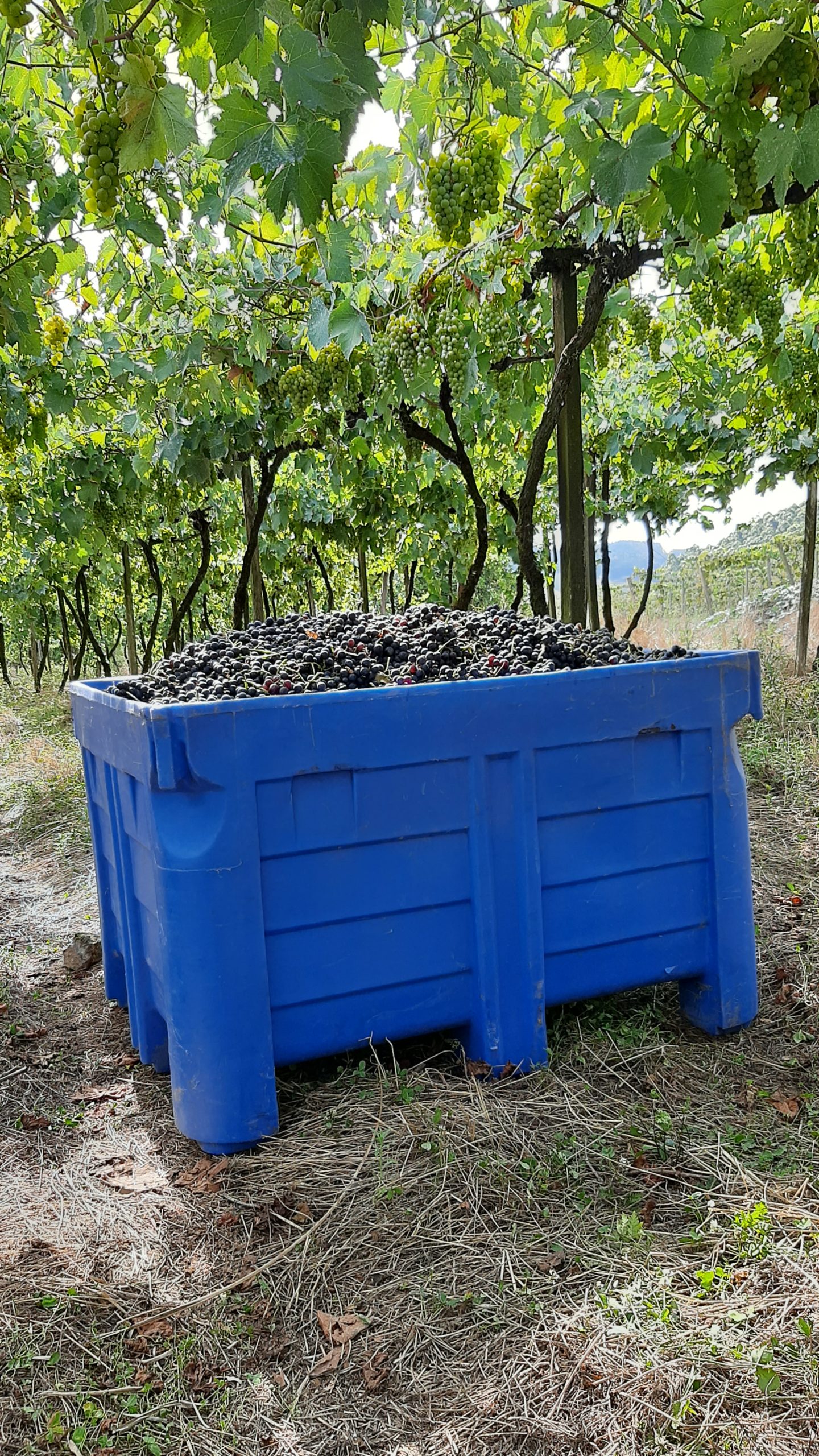 Contenedor Bin para la cosecha de uva.