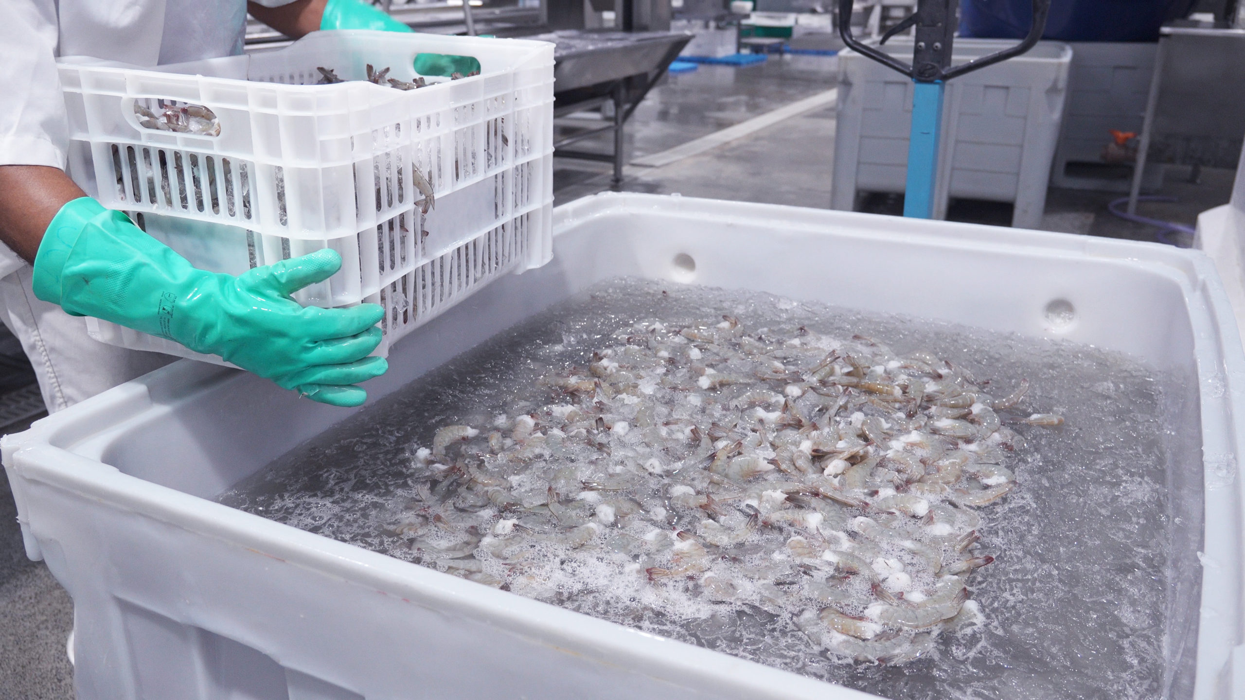 Solução para Pescado