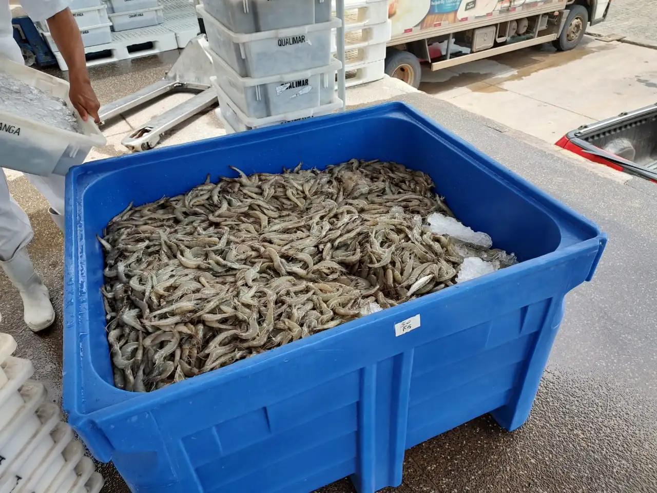 Solução para Pescado