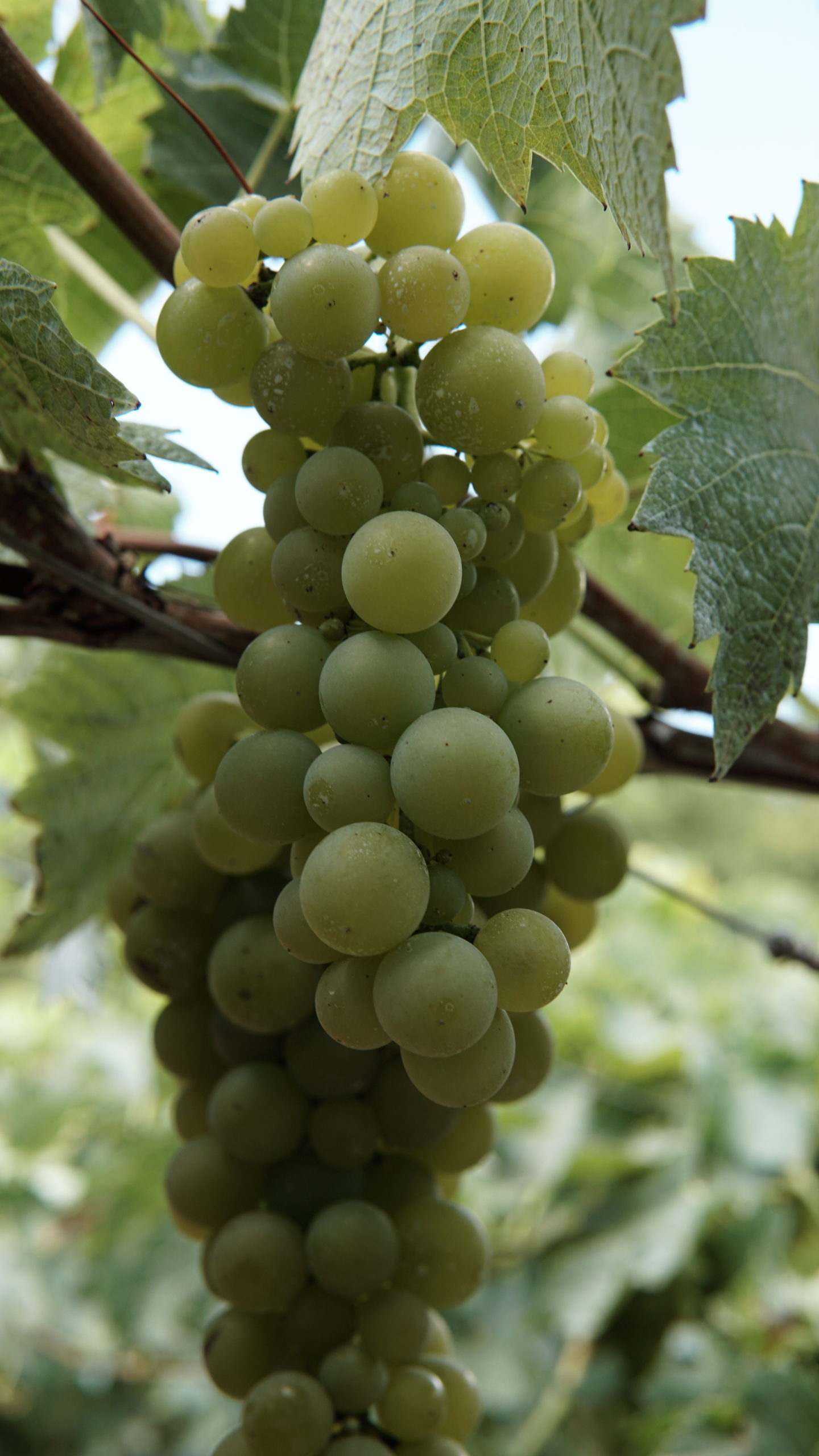 Contentor Bin para a Colheita da Uva