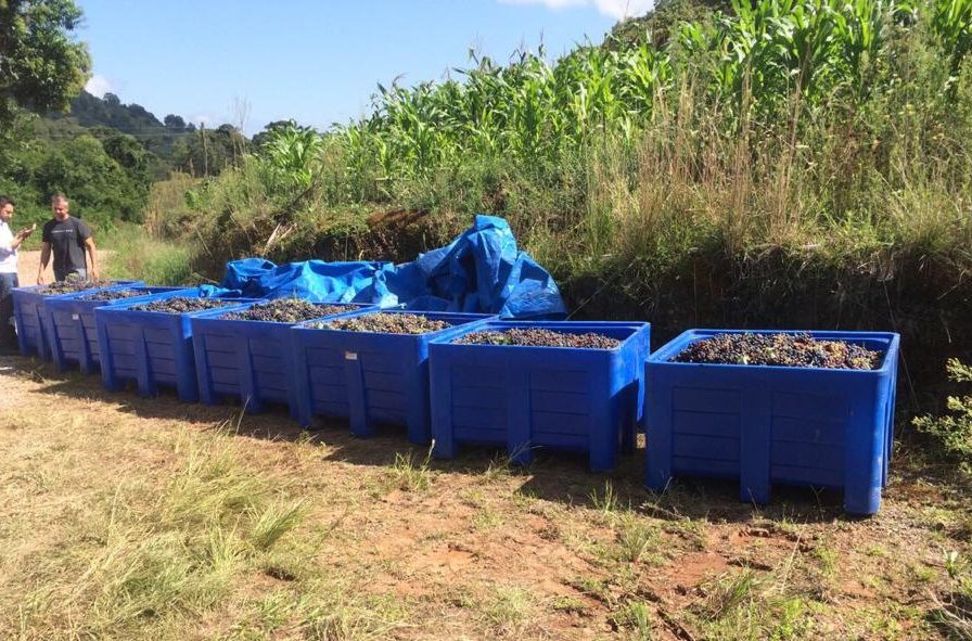 O uso de contentores bins na colheita da uva