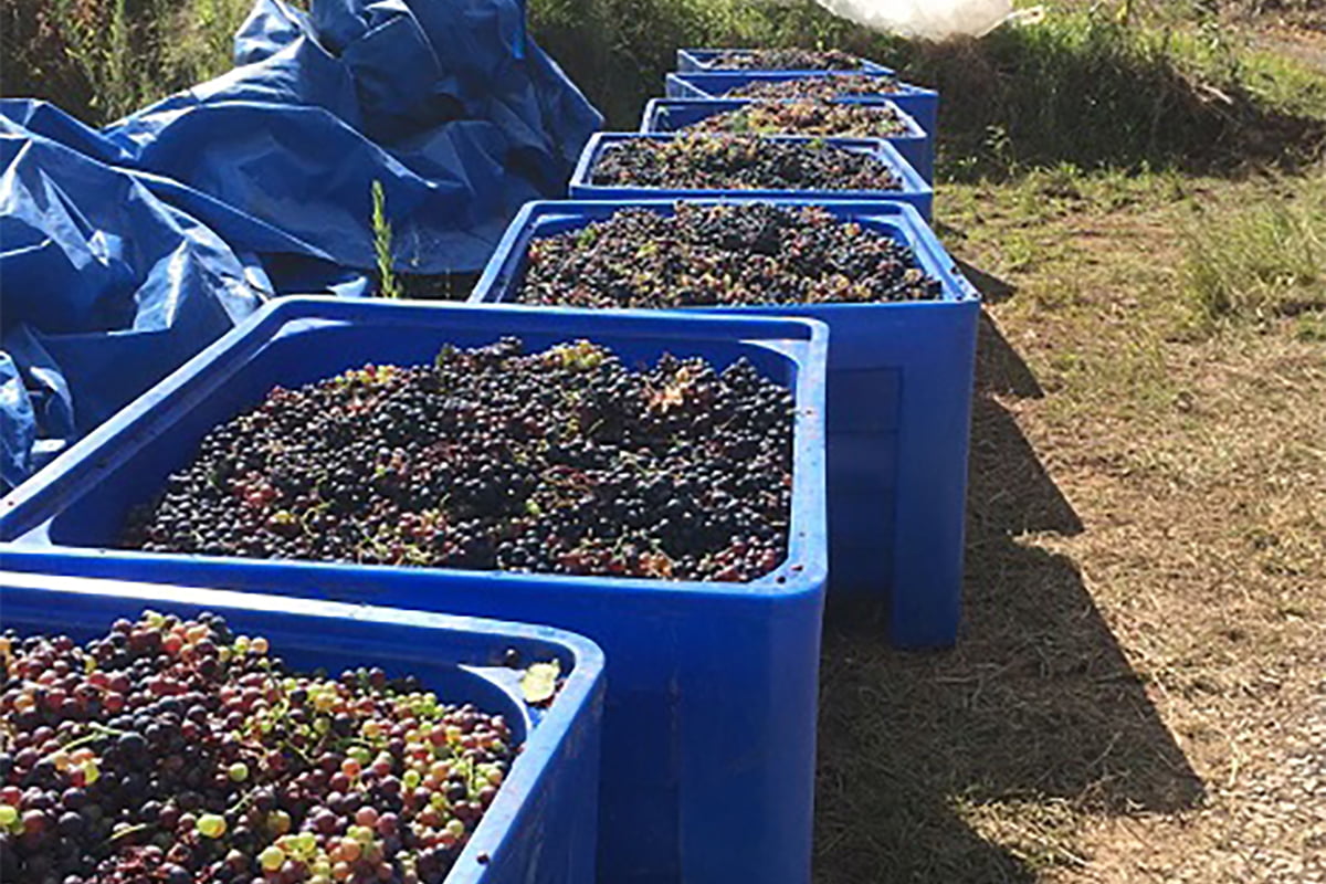 Contentores Plásticos na Colheita da Uva na Serra Gaúcha