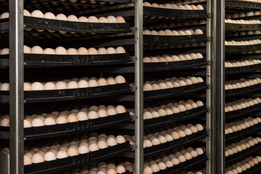 Conheça o pallet rotomoldado em incubatórios de aves