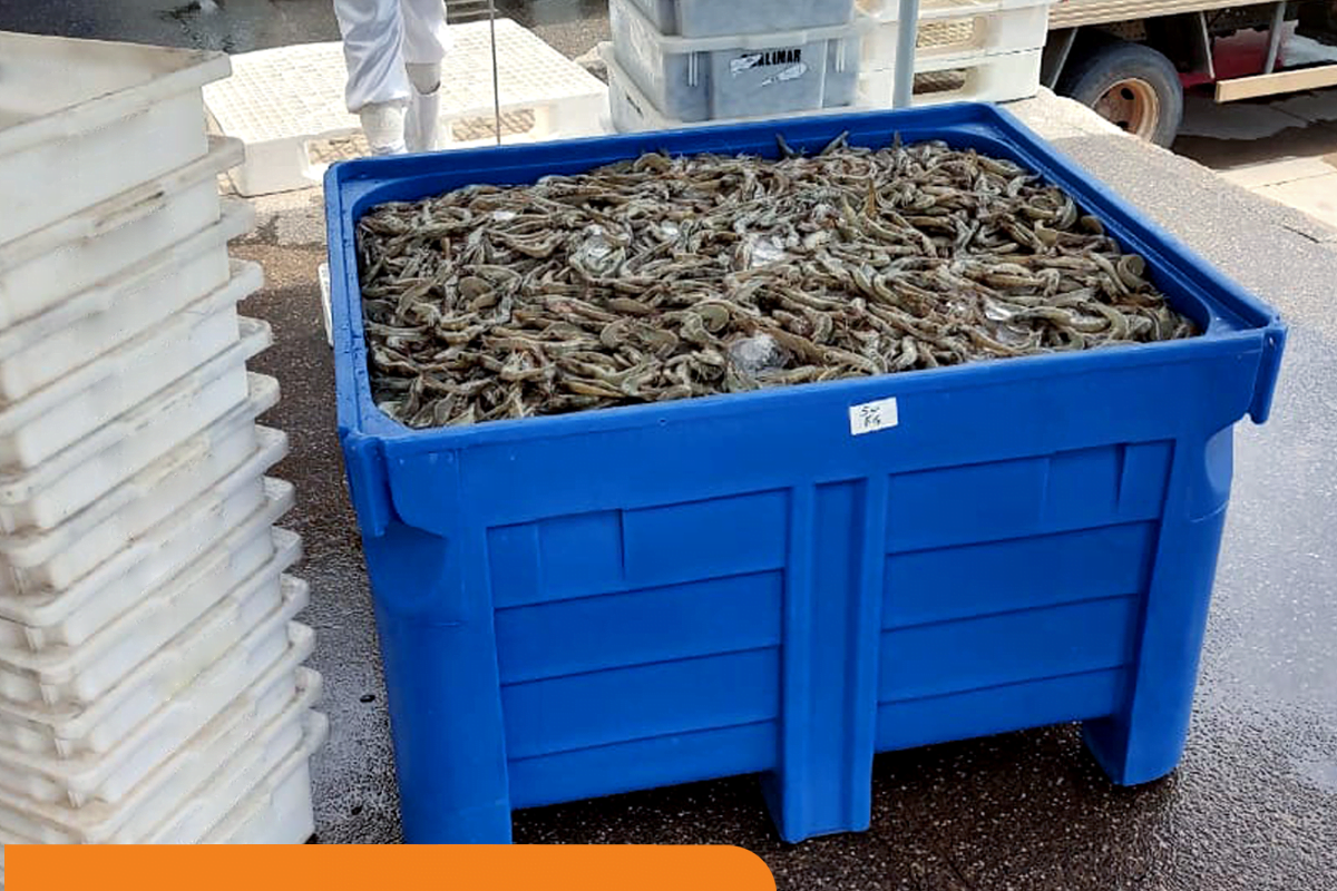 Armazenamento de pescados: saiba quais são as boas práticas