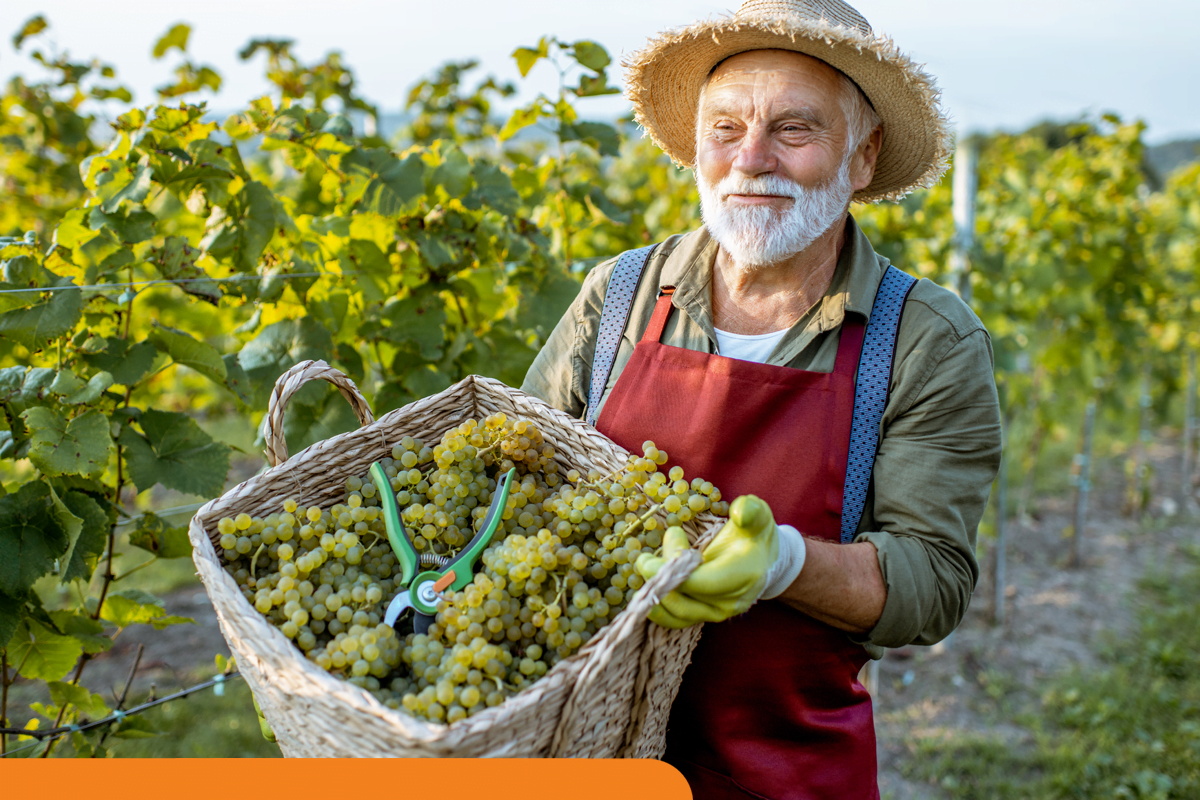 Melhore a produtividade da safra da uva com as soluções rotomoldadas da Tecnotri